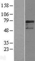 CREB3L1 Human Over-expression Lysates NM_052854