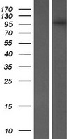 FMNL3 Human Over-expression Lysates NM_198900