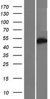 CCDC149 Human Over-expression Lysates NM_001130726