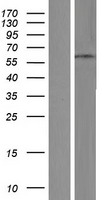 Zinc finger protein 682 (ZNF682) Human Over-expression Lysates NM_033196