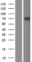 ls091133 l3mbtl4 human over expression lysates nm 173464 wb testing 1