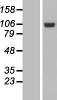 eEF1A2 binding protein (IGFN1) Human Over-expression Lysates NM_178275