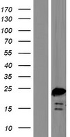 ls091272 bod1 human over expression lysates nm 138369 wb testing 1