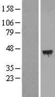 C12orf29 Human Over-expression Lysates NM_001009894