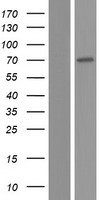 ls091304 membralin tmem259 human over expression lysates nm 001033026 wb testing 2