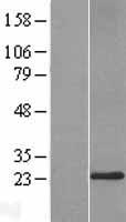 ls091319 derl3 human over expression lysates nm 001002862 wb testing 1