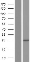 ls091319 derl3 human over expression lysates nm 198440 wb testing 2