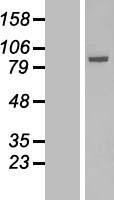 Solo (SESTD1) Human Over-expression Lysates NM_178123