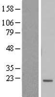 ls091408 btf3l4 human over expression lysates nm 152265 wb testing 1