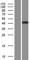 ls091433 rccd1 human over expression lysates nm 001017919 wb testing 1