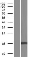 RNF185 Human Over-expression Lysates NM_001135825