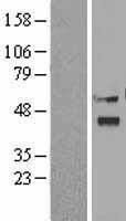 Viperin (RSAD2) Human Over-expression Lysates NM_080657