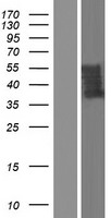 UBXD5 (UBXN11) Human Over-expression Lysates NM_001077262