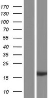 ls091582 rps19bp1 human over expression lysates nm 194326 wb testing 1