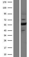 ls091584 plexin a4 plxna4 human over expression lysates nm 001105543 wb testing 3