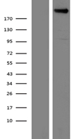 ls091584 plexin a4 plxna4 human over expression lysates nm 020911 wb testing 1