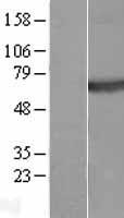 ls091584 plexin a4 plxna4 human over expression lysates nm 181775 wb testing 2