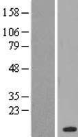 CHURC 1 (CHURC1) Human Over-expression Lysates NM_145165