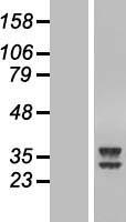 ls091647 atpaf2 human over expression lysates nm 145691 wb testing 1