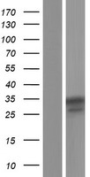 NALP12 (NLRP12) Human Over-expression Lysates NM_033297