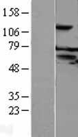 FAM55C (NXPE3) Human Over-expression Lysates NM_145037