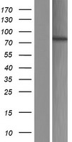 ls091828 exoc3l4 human over expression lysates nm 001077594 wb testing 1