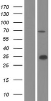 WDR20 Human Over-expression Lysates NM_181291