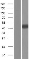 ls091851 chrdl1 human over expression lysates nm 001143983 wb testing 2