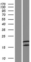 CALML4 Human Over-expression Lysates NM_001031733