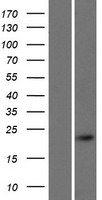 CALML4 Human Over-expression Lysates NM_033429