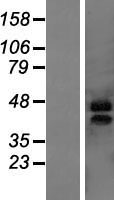 ls091862 marveld3 human over expression lysates nm 052858 wb testing 2