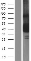 ls091875 ttc5 human over expression lysates nm 138376 wb testing 1