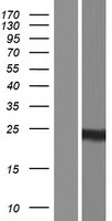 Mimitin (NDUFAF2) Human Over-expression Lysates NM_174889