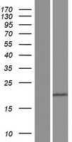 ls091966 eola1 human over expression lysates nm 001171909 wb testing 2