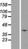 ls092014 mcart1 slc25a51 human over expression lysates nm 033412 wb testing 1