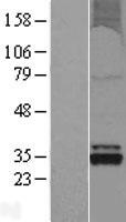 ls092106 oxnad1 human over expression lysates nm 138381 wb testing 1