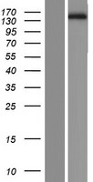 STYXL2 Human Over-expression Lysates NM_001080426