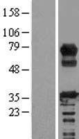 ls092241 rcsd 1 rcsd1 human over expression lysates nm 052862 wb testing 1