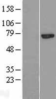 ls092291 calpain 13 capn13 human over expression lysates nm 144575 wb testing 1