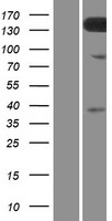 ls092293 tmem132c human over expression lysates nm 001136103 wb testing 1