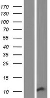 SCGB3A1 Human Over-expression Lysates NM_052863