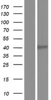 TMEM129 Human Over-expression Lysates NM_001127266