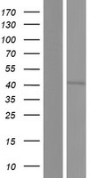 LYK5 (STRADA) Human Over-expression Lysates NM_001003788