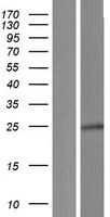 PRR29 Human Over-expression Lysates NM_001164257