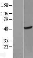 ls092342 c1orf156 mettl18 human over expression lysates nm 033418 wb testing 1