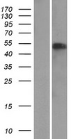 ls092345 naf1 human over expression lysates nm 138386 wb testing 1