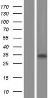 SPSB4 Human Over-expression Lysates NM_080862