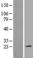 MRRF Human Over-expression Lysates NM_199177