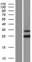 ls092400 rbm18 human over expression lysates nm 033117 wb testing 1
