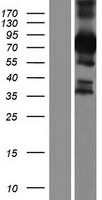 ls092558 bicdl1 human over expression lysates nm 207311 wb testing 1